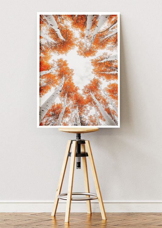 Autumn Birch Tree Canopy Wall Art – Orange Woodland Sky View Canvas Print & Modern Nature Poster for Living Room Decor UK