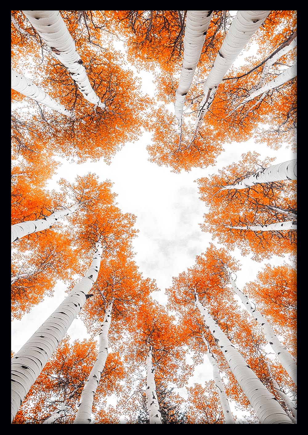 Autumn Birch Tree Canopy Canvas Wall Art & Poster – T1374 – AI Print Lab