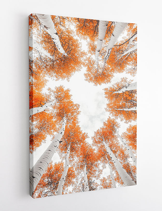 Autumn Birch Tree Canopy Canvas Wall Art & Poster – T1374 – AI Print Lab