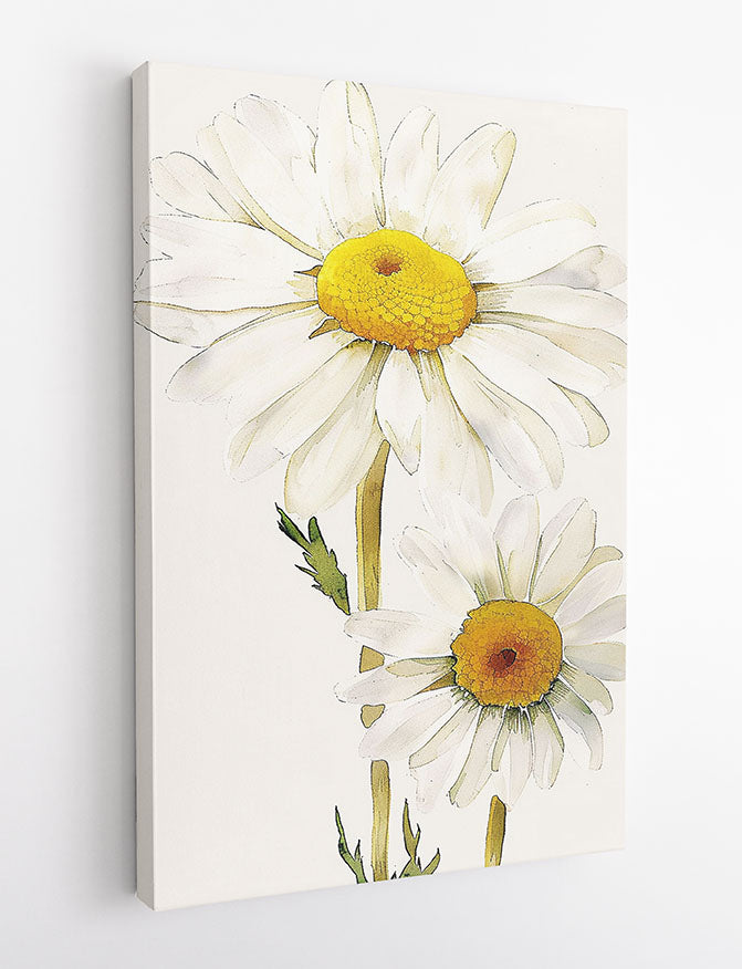 Botanical Daisy Flower Illustration – Minimalist Floral Canvas & Poster Print – T1191 – AiPrintLab