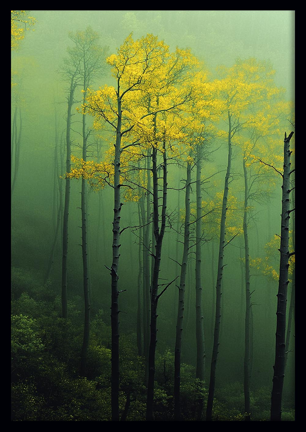 Misty Forest Trees Canvas Wall Art & Poster Print | Serene Green Woodland Landscape – T1338 – Aiprintlab 1