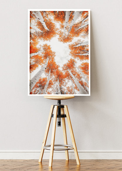 Autumn Birch Tree Canopy Wall Art – Orange Woodland Sky View Canvas Print & Modern Nature Poster for Living Room Decor UK