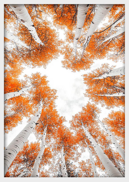 Autumn Birch Tree Canopy Canvas Wall Art & Poster – T1374 – AI Print Lab
