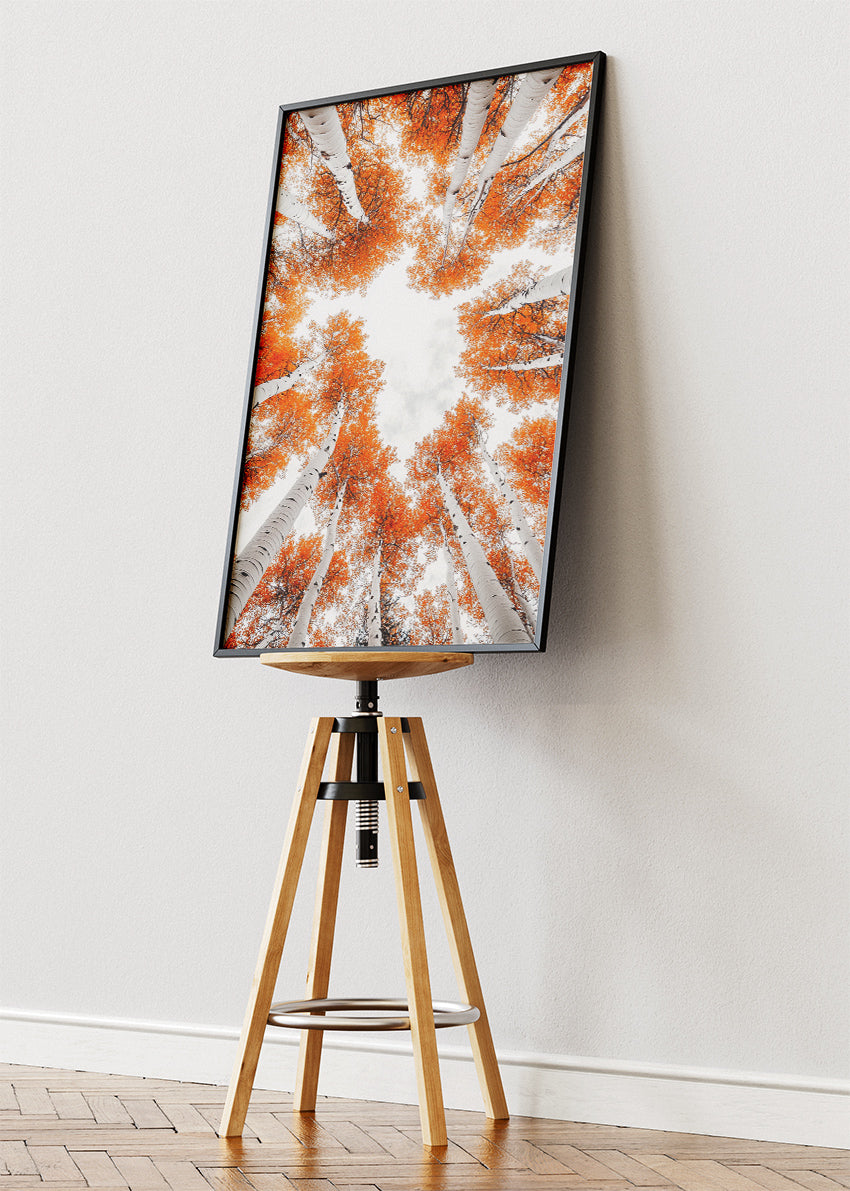 Autumn Birch Tree Canopy Wall Art – Orange Woodland Sky View Canvas Print & Modern Nature Poster for Living Room Decor UK