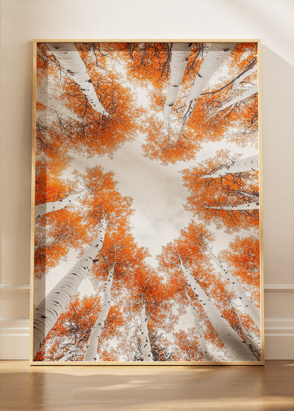 Autumn Birch Tree Canopy Wall Art – Orange Woodland Sky View Canvas Print & Modern Nature Poster for Living Room Decor UK