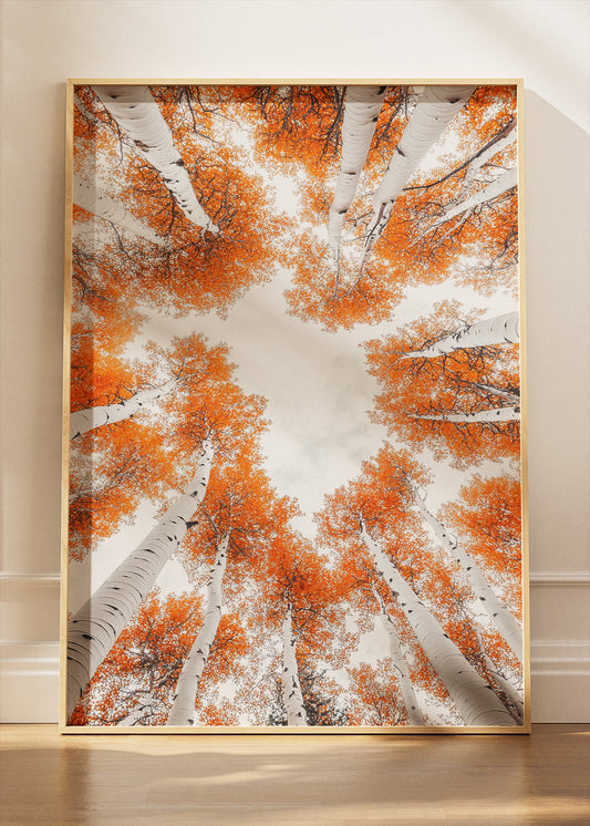 Autumn Birch Tree Canopy Wall Art – Orange Woodland Sky View Canvas Print & Modern Nature Poster for Living Room Decor UK