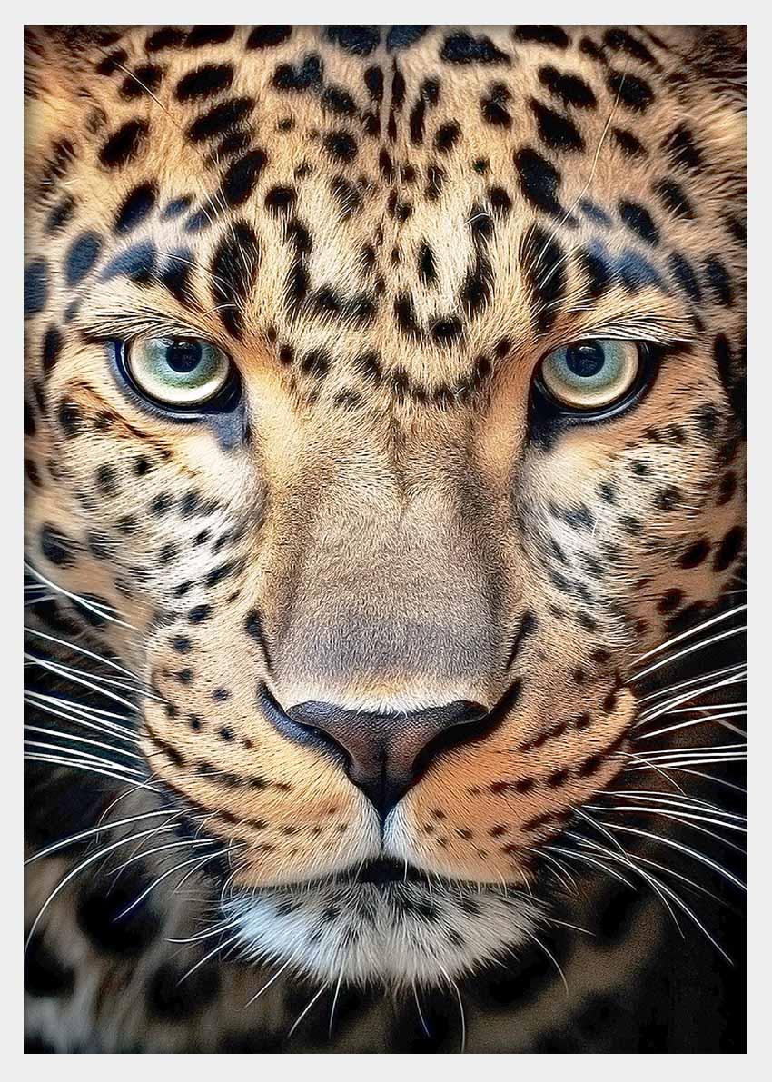 Leopard Canvas & Poster Wall Art T355 Wildlife Series