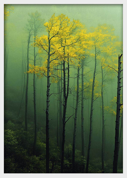 Misty Forest Trees Canvas Wall Art & Poster Print | Serene Green Woodland Landscape – T1338 – Aiprintlab